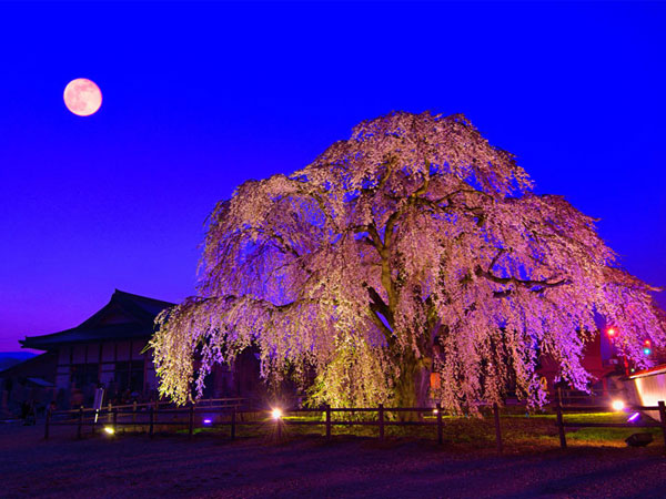 北斗桜回廊